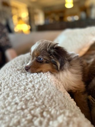 The Real Toy Australian Shepherd