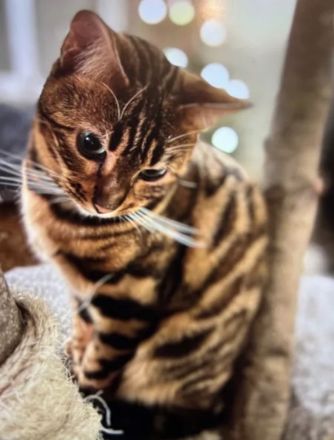 Wurfankündigung - Bengal-Kitten (TICA) - WorldChampion im Stammbaum