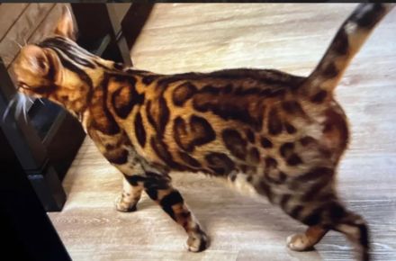 Wurfankündigung - Bengal-Kitten (TICA) - WorldChampion im Stammbaum