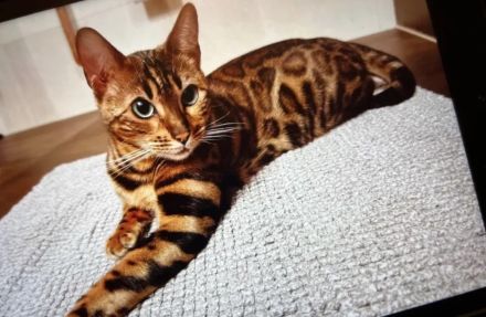 Wurfankündigung - Bengal-Kitten (TICA) - WorldChampion im Stammbaum