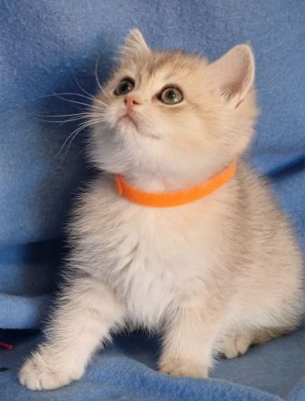 Bkh Kitten mit Stammbaum