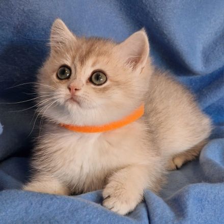 Bkh Kitten mit Stammbaum