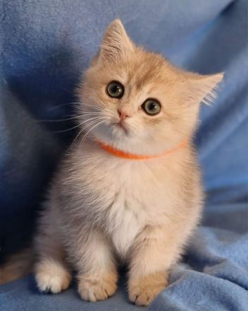 Bkh Kitten mit Stammbaum