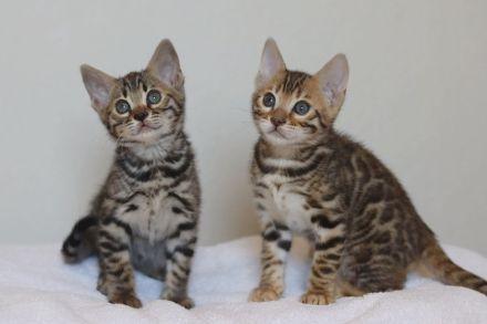Zauberhafte Bengalkitten mit Stammbaum
