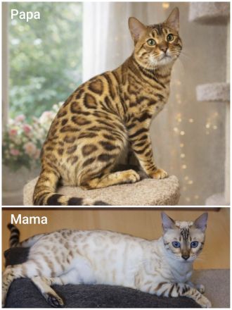 Zauberhafte Bengalkitten mit Stammbaum