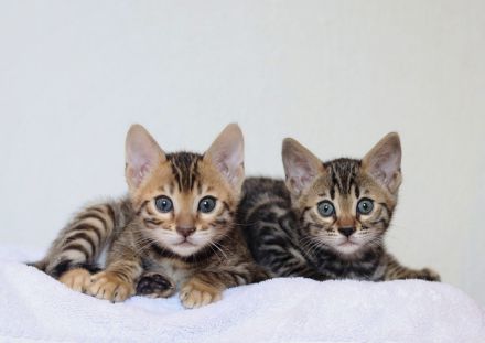 Zauberhafte Bengalkitten mit Stammbaum
