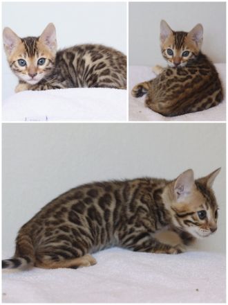 Zauberhafte Bengalkitten mit Stammbaum