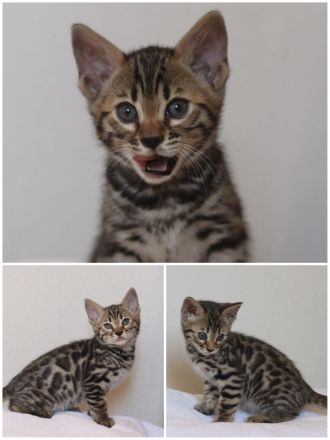 Zauberhafte Bengalkitten mit Stammbaum