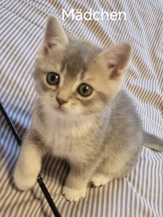 BKH Kitten zum Verkaufen
