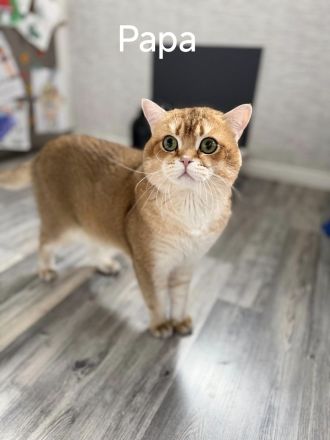 BKH Kitten zum Verkaufen