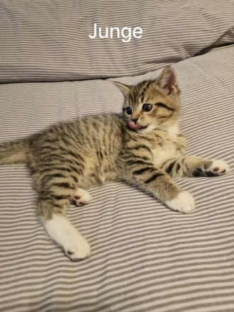 BKH Kitten zum Verkaufen