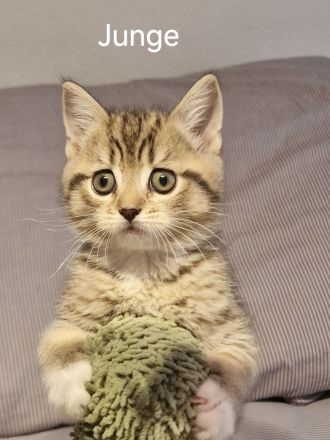 BKH Kitten zum Verkaufen