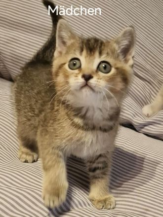 BKH Kitten zum Verkaufen