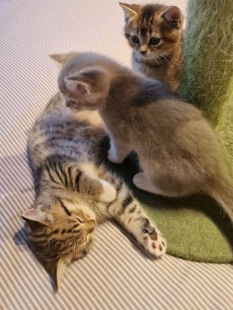 BKH Kitten zum Verkaufen