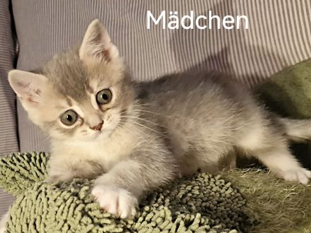 BKH Kitten zum Verkaufen