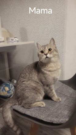 BKH Kitten zum Verkaufen