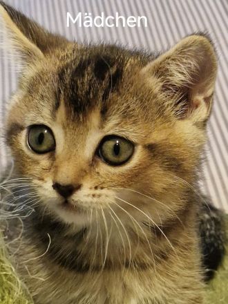 BKH Kitten zum Verkaufen