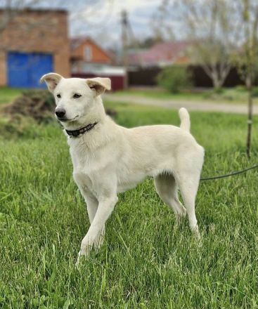Savi: Freundliche weiße Schönheit sucht ihr Körbchen