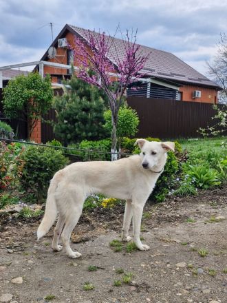 Savi: Freundliche weiße Schönheit sucht ihr Körbchen