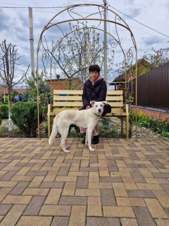 Savi: Freundliche weiße Schönheit sucht ihr Körbchen