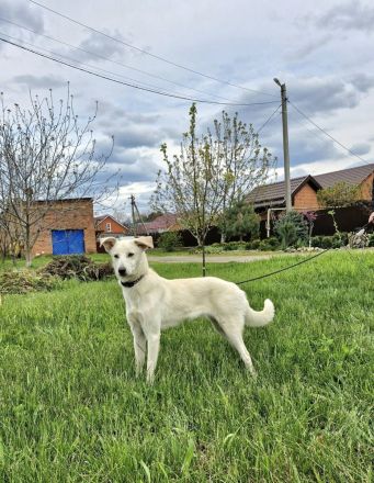 Savi: Freundliche weiße Schönheit sucht ihr Körbchen