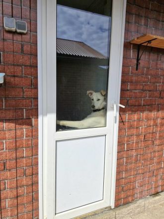 Savi: Freundliche weiße Schönheit sucht ihr Körbchen