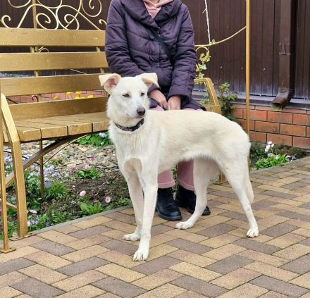 Savi: Freundliche weiße Schönheit sucht ihr Körbchen