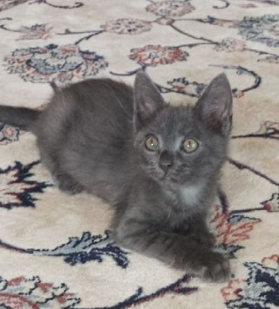 Schöne BKH Mischling Kitten