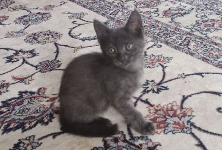Schöne BKH Mischling Kitten