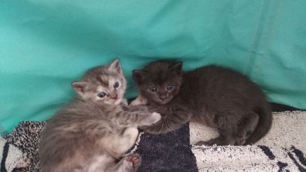 Schöne BKH Mischling Kitten