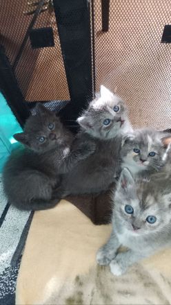 Schöne BKH Mischling Kitten