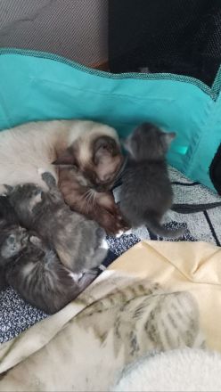 Schöne BKH Mischling Kitten