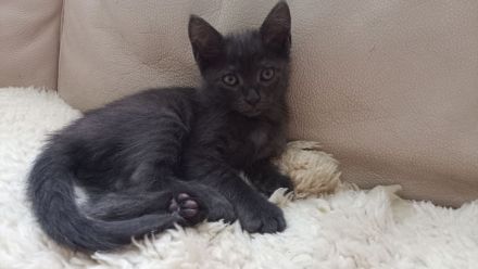 Schöne BKH Mischling Kitten
