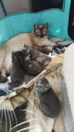 Schöne BKH Mischling Kitten