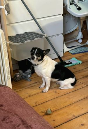 Chipa, ein kleines Schlitzohr wünscht sich sehnlichst eine Familie