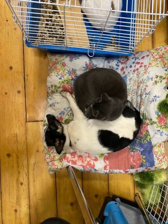 Chipa, ein kleines Schlitzohr wünscht sich sehnlichst eine Familie