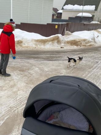 Chipa, ein kleines Schlitzohr wünscht sich sehnlichst eine Familie