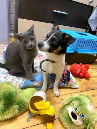 Chipa, ein kleines Schlitzohr wünscht sich sehnlichst eine Familie