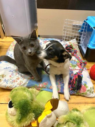 Chipa, ein kleines Schlitzohr wünscht sich sehnlichst eine Familie