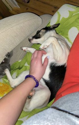 Chipa, ein kleines Schlitzohr wünscht sich sehnlichst eine Familie