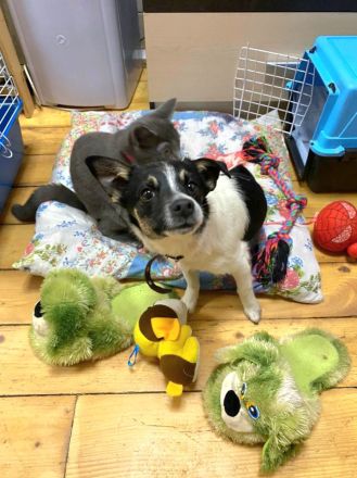 Chipa, ein kleines Schlitzohr wünscht sich sehnlichst eine Familie