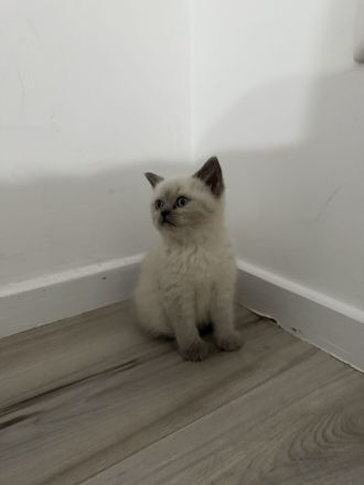 2 BKH Kitten suchen liebevolles Zuhause 🐾🐾