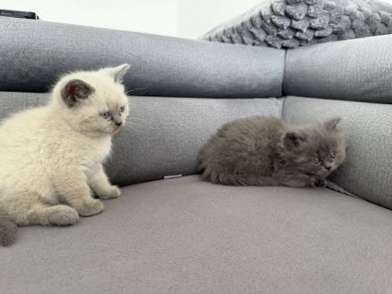 2 BKH Kitten suchen liebevolles Zuhause 🐾🐾