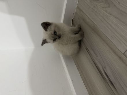 2 BKH Kitten suchen liebevolles Zuhause 🐾🐾