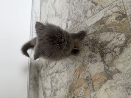 2 BKH Kitten suchen liebevolles Zuhause 🐾🐾