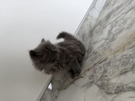 2 BKH Kitten suchen liebevolles Zuhause 🐾🐾