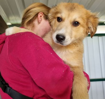 Lando, zuckersüßer Welpe möchte die große Welt entdecken, 4 M, 37 cm (wachsend)