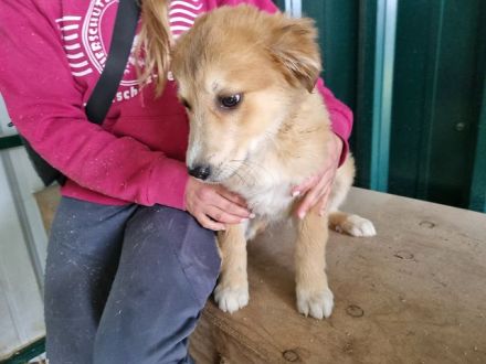 Lando, zuckersüßer Welpe möchte die große Welt entdecken, 4 M, 37 cm (wachsend)