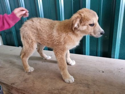 Lando, zuckersüßer Welpe möchte die große Welt entdecken, 4 M, 37 cm (wachsend)