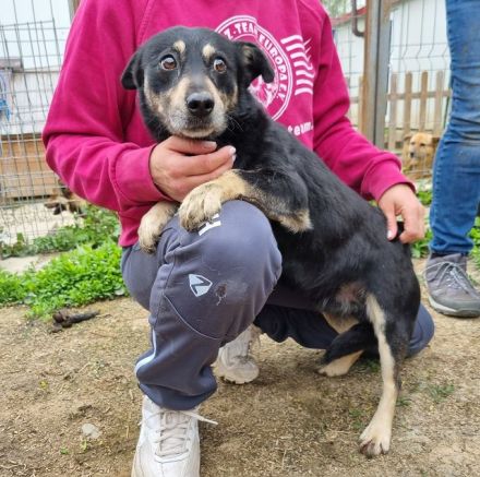 Laurin, kleiner Hund, der noch lernen muss, dass ihm nichts passiert, wer hilft ihm dabei? 4J, 35cm